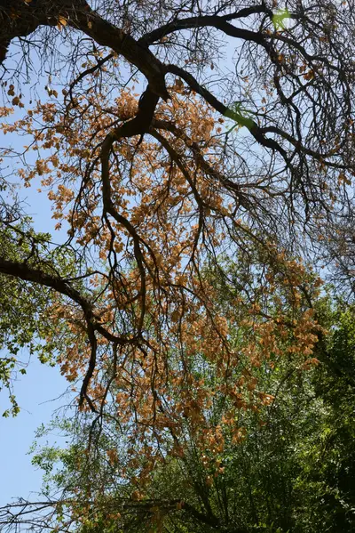 DSC_1648 (Large).JPG